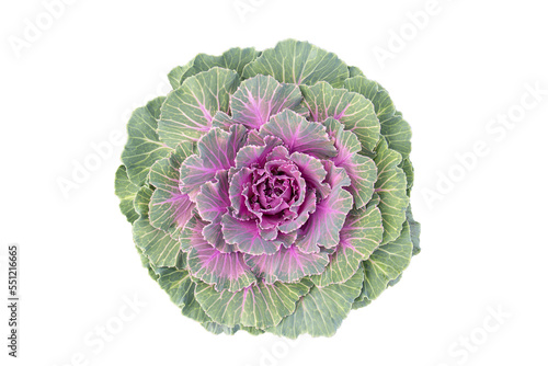 Ornamental cabbage, Isolated on white background.