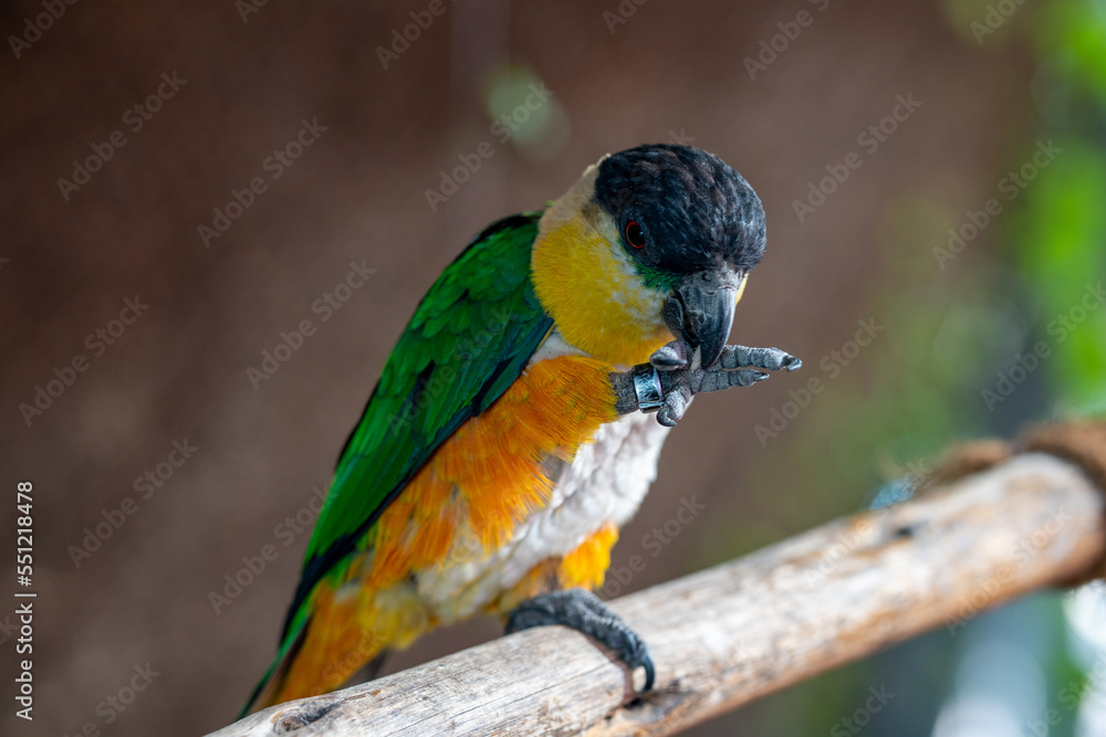A black-headed parrot (Pionites melanocephalus) close up on a branch eating seed