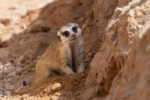 A meerkat (Suricata suricatta) digging rocks in the desert