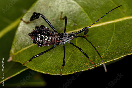 Leaf-footed Bug nymph photo