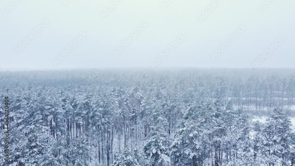 winter pine forest from above, pine trees in the fog winter pine forest from above, pine trees in the fog