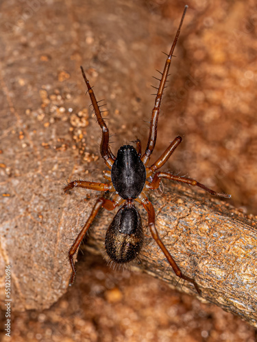 Small Ant mimic Sac Spider photo