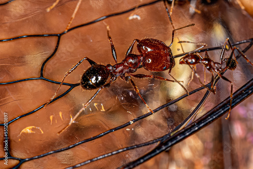 Adult Female Big-headed Ants photo