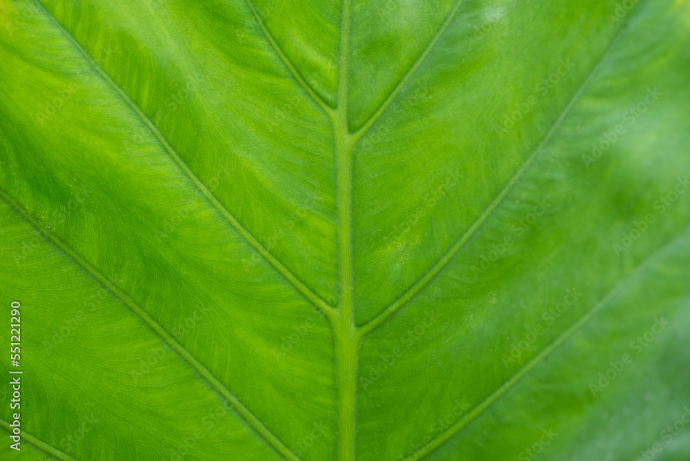 Greenery background of nature plant and leaf Greenery background of nature plant and leaf