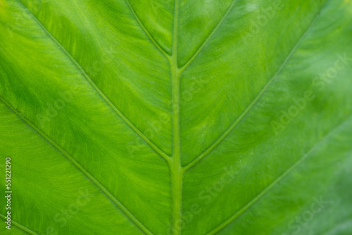 Greenery background of nature plant and leaf