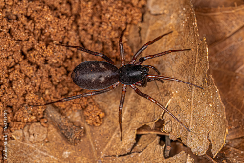 Adult Female Ant mimic Sac Spider photo
