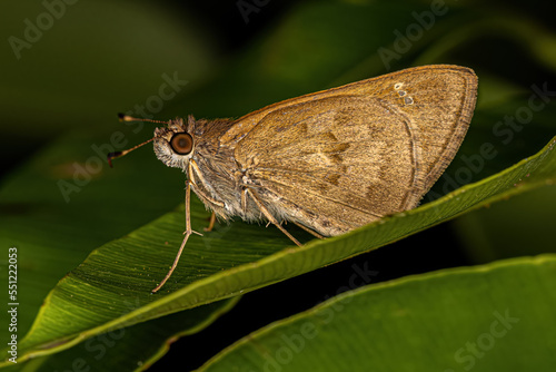 Adult Skipper Butterfly photo