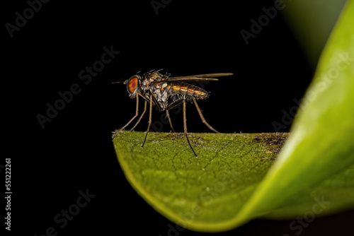 Adult Long-legged Fly photo