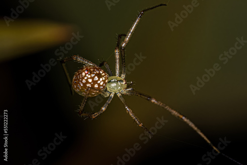 Small Mirror-ball Spider