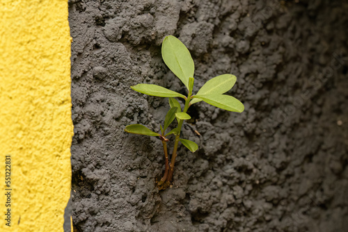Foto Small dicot plant