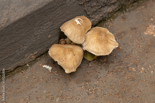 Scalycaps Fungi Mushroom photo