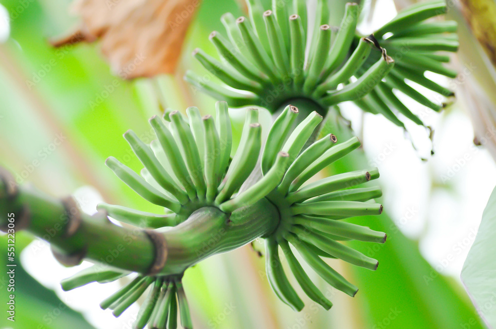 banana seed or banana plant, banana tree or Banana blossom banana seed or banana plant, banana tree or Banana blossom