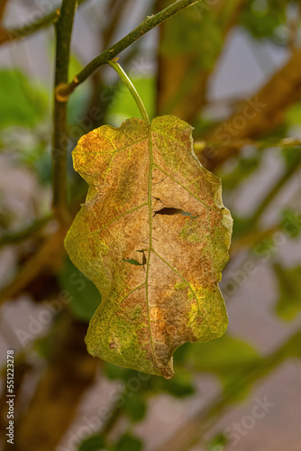 jurubeba tree with leaf damage photo