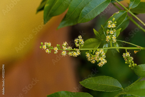 Ambarella Flowering Tree photo