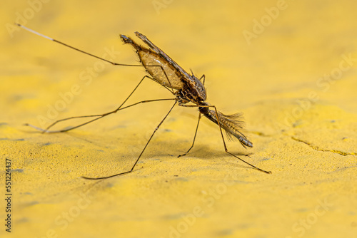 Adult Malaria Mosquito