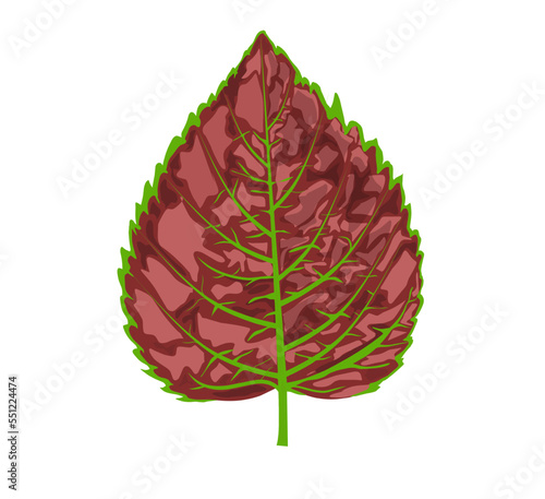 Green perilla and red perilla are edible, and green perilla is also known as 'perilla'. Shiso is native to the Himalayas, Myanmar, and southern China.