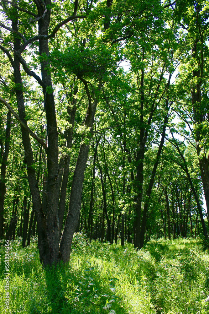 Obraz premium European forest. View of the trees in the forest.
