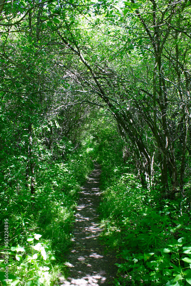 European forest. A small path leads deep into the forest. European forest. A small path leads deep into the forest.