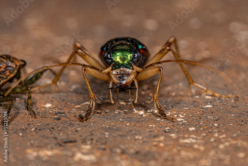 Adult Metallic Tiger Beetle photo