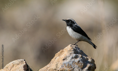 Finsch`s Wheatear (Oenanthe finschii) is one of the most beautiful songbirds in the world