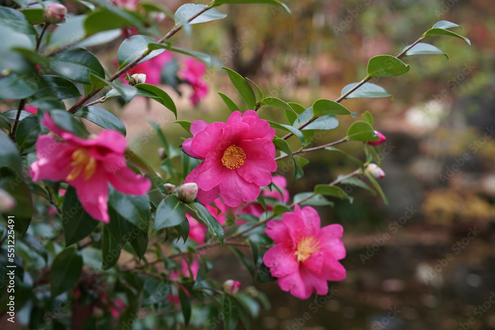 Obraz premium 椿の花