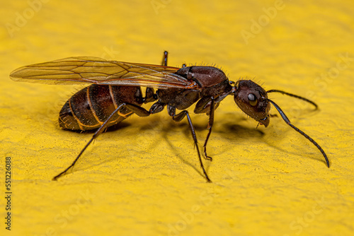 Adult Female Carpenter Queen Ant