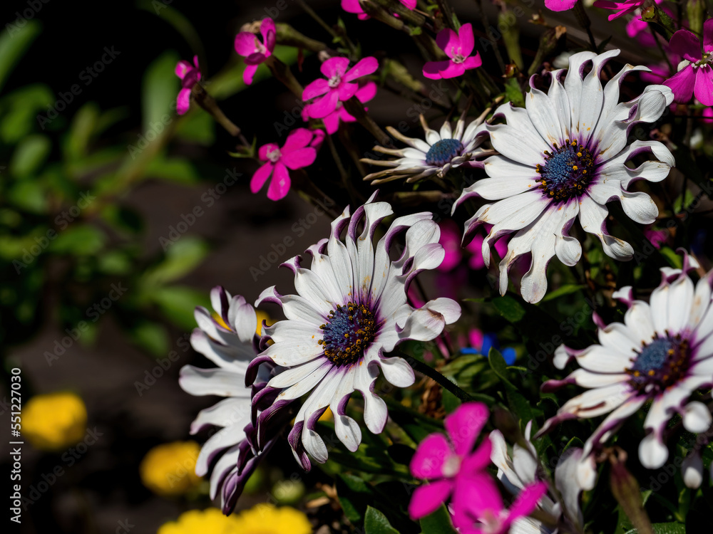 Osteospermums in the colorful flower garden Osteospermums in the colorful flower garden