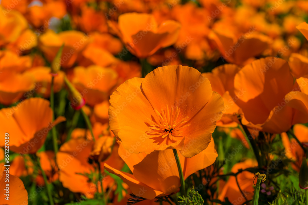 Obraz premium A flower garden full of California poppies