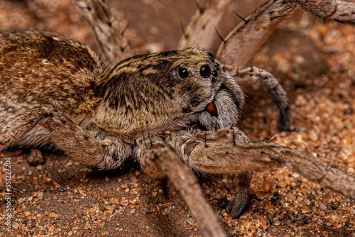 Adult Female Wolf Spider photo