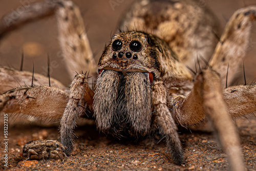 Adult Female Wolf Spider photo