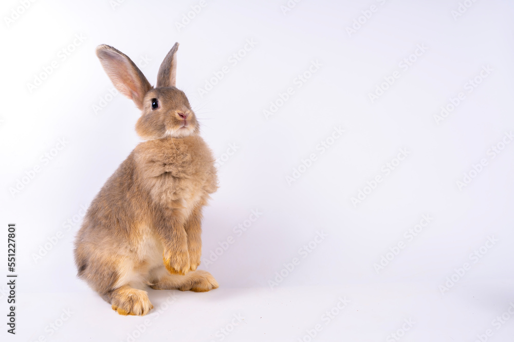 Cute looking brown rabbit standing isolated white background Cute looking brown rabbit standing isolated white background