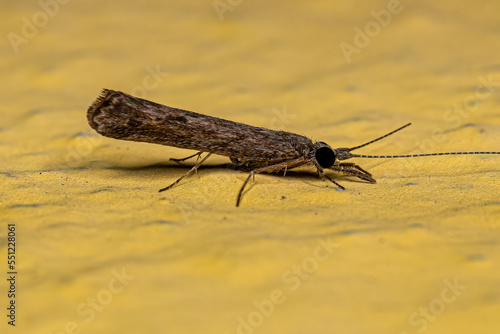 Adult Caddisfly Insect photo