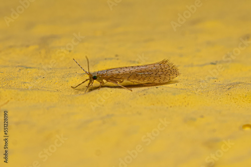 Adult Caddisfly Insect photo