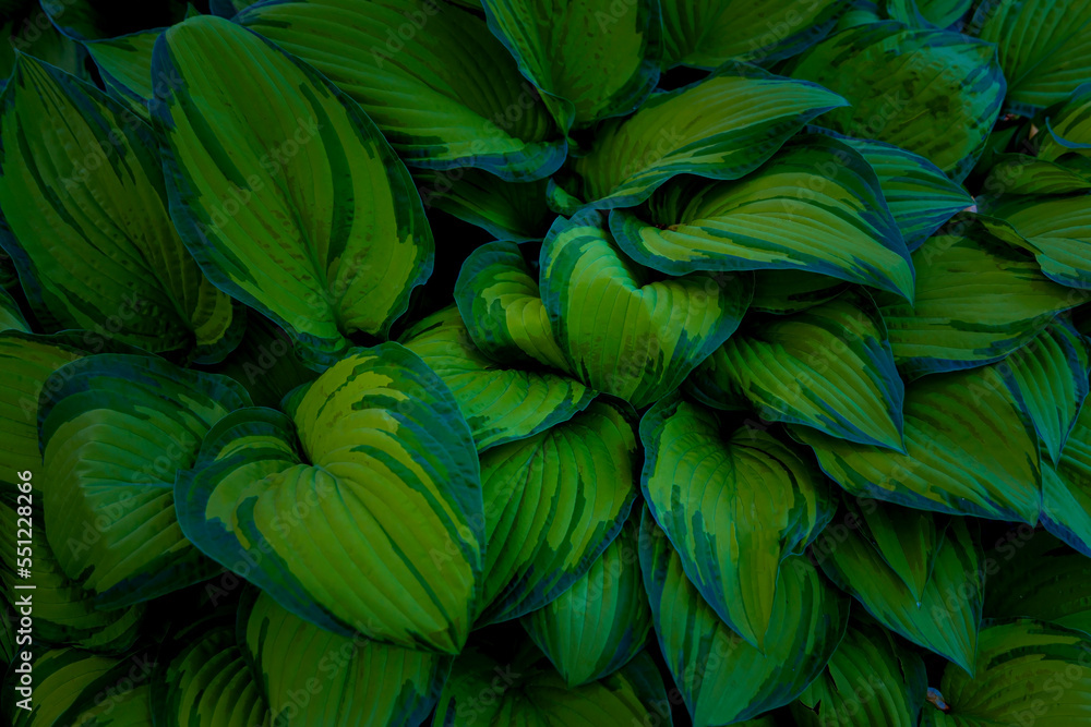 The background of Fresh green leaves of hosta plant in the garden The background of Fresh green leaves of hosta plant in the garden