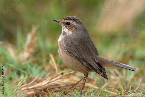 blue throat closeup photos ,sparrow on the mustard field, bird closeup, wildlife bird on the branch 