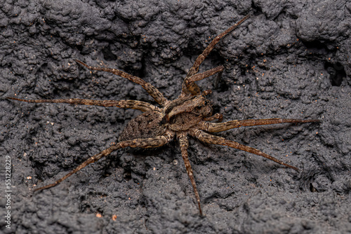 Adult Female Wolf Spider photo