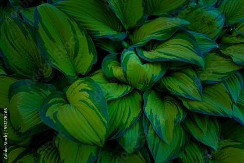 The background of Fresh green leaves of hosta plant in the garden