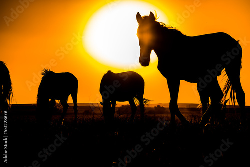Silhouette of horses grazing in the field at sunset © kvdkz
