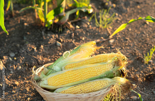Ripe corn cobs in basket standing on the ground in green cornfield on a sunset close up with selective focus. Agriculture, organic gardening, harvest or ecology concept 