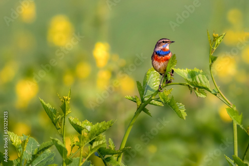 blue throat closeup photos ,sparrow on the mustard field, bird closeup, wildlife bird on the branch 