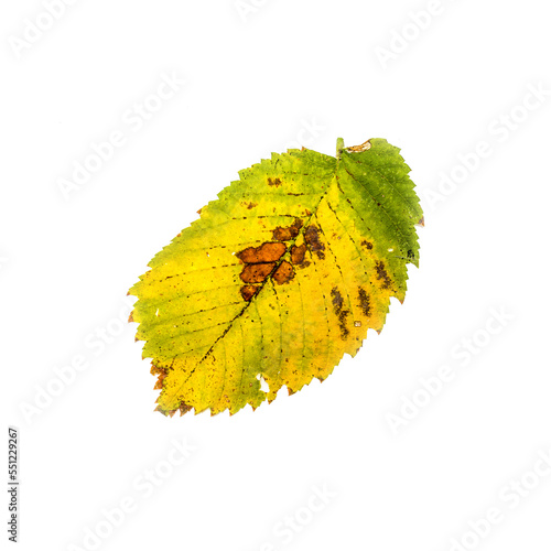 Yellow dry autumn leaves damaged by insects on a white background.