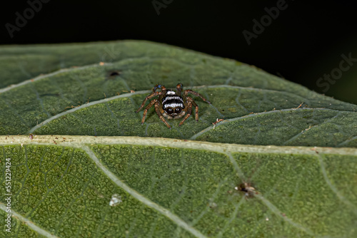 Small Jumping Spider photo