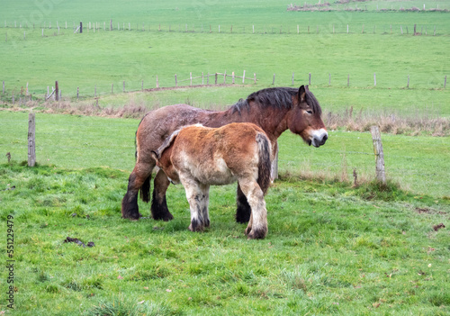 Slika na platnu ardenner workhorse and foal feeding