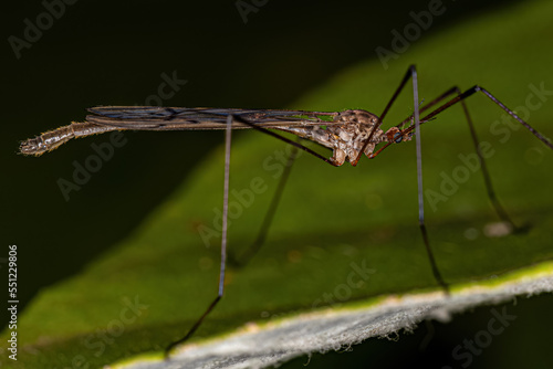 Adult Limoniid Crane Fly photo