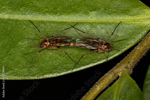 Canvas Print Adult Fungus Gnats