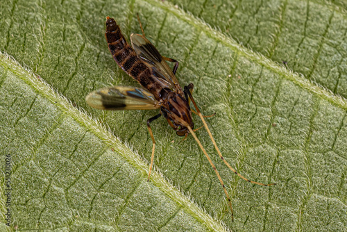 Adult Non-biting Midge photo