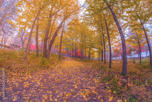 Yellow ginkgo tree at Nami Island, Korea