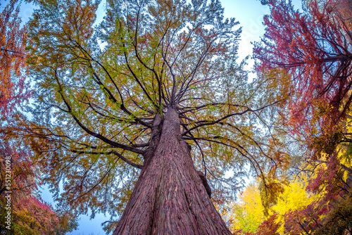 Close-up from Below of a Tree Climbing into the sky with the rest of the trees.
