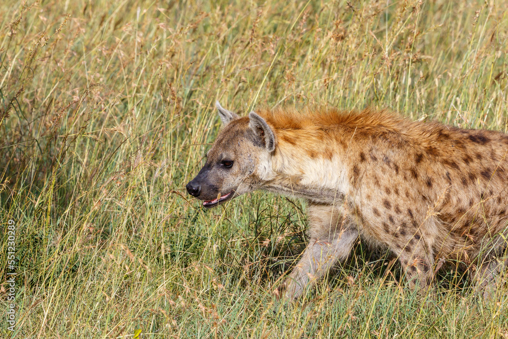 Spotted hyena walking in the grass of the savannah Spotted hyena walking in the grass of the savannah