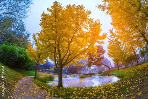 Yellow ginkgo tree at Nami Island, Korea